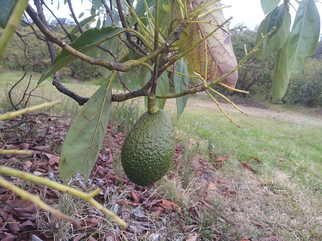 Article : Les bienfaits de l&rsquo;avocat